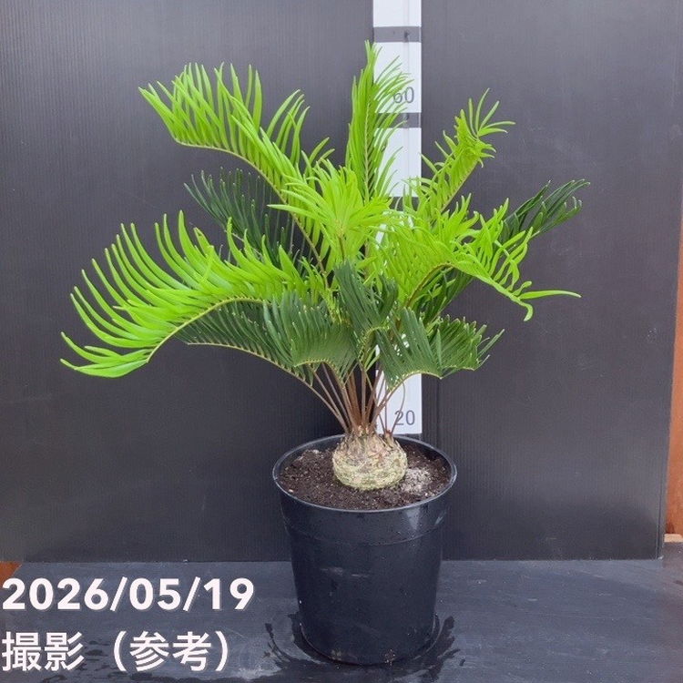 希少！多頭 ザミア プミラ 【現品】メキシコソテツ モダン６号 希少！多頭 ザミア プミラ 【現品】メキシコソテツ モダン6号 - メルカリ