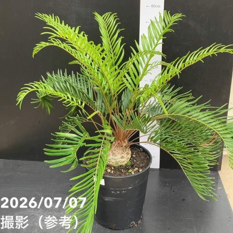 【お買い得！】ザミア フロリダーナ（メキシコソテツ）7号 ｜観葉10-TU