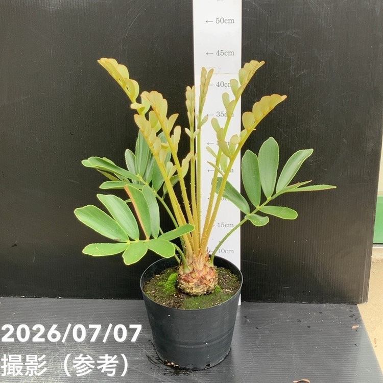 観葉・多肉,ソテツ類の購入なら赤塚植物園オンライン 花の音｜花苗