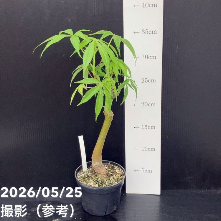 花木・庭木,[記念樹・シンボルツリー]の購入なら赤塚植物園オンライン