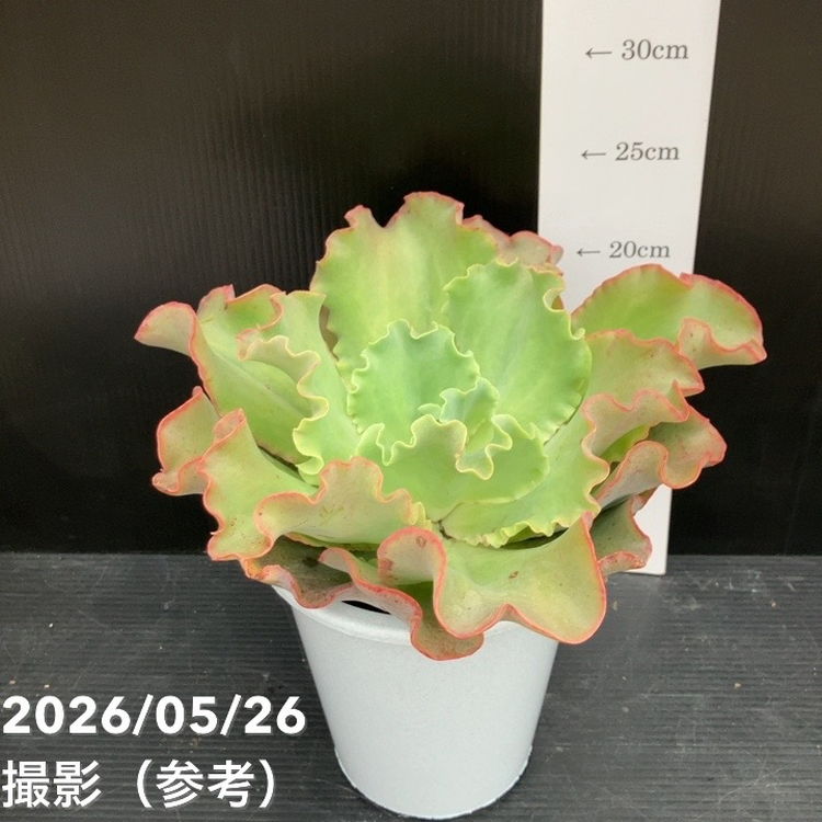 □キーワードから探す,ドライガーデンの購入なら赤塚植物園オンライン