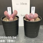 【月末セール特別アイテム②】4号鉢5点セット 数量限定】サンスベリア 3.5号 レア品種お買い得5鉢セット（4）白陶器