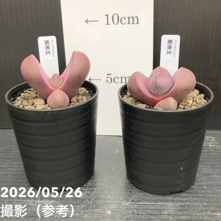 プレイオスピロス 紫帝玉 2.5号 2鉢セット｜観葉10-TU | 観葉・多肉