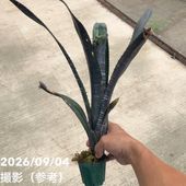 アルカンタレア インペリアリス 'ルブラ' Alcantarea imperialis