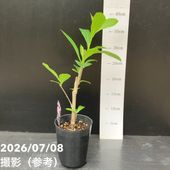 カリカンサス ハートレッジワイン 6号｜花木04-PA | 花木・庭木