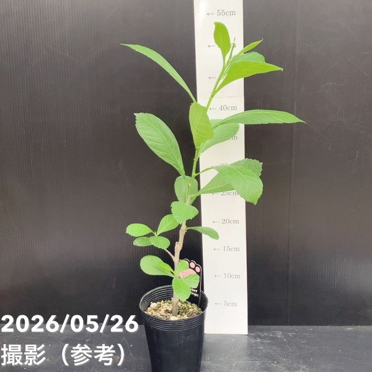 バオバブの木 3.5号 アダンソニア ディギタータ｜花木04-PA | 花木