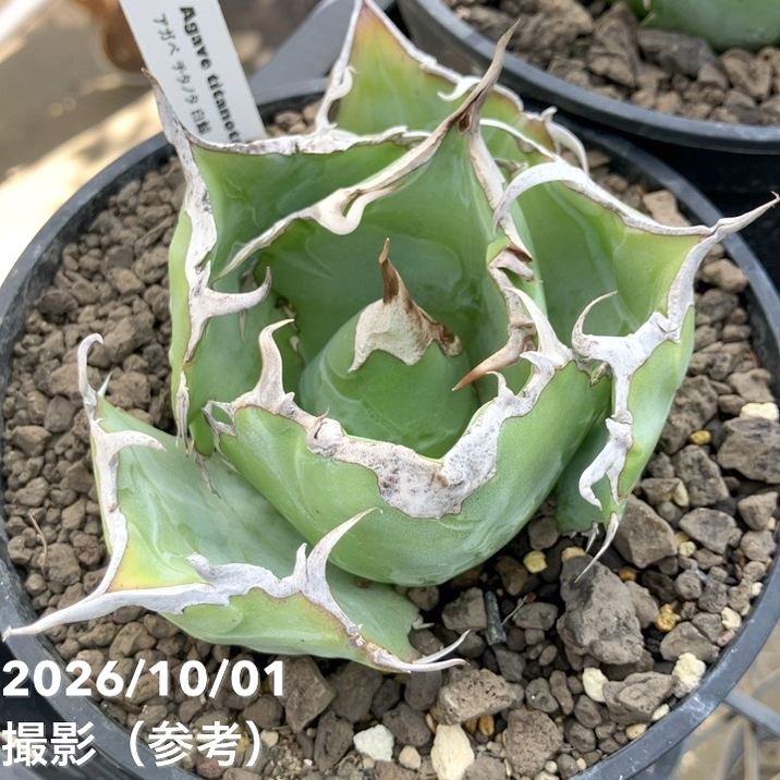 観葉・多肉,アガベの購入なら赤塚植物園オンライン 花の音｜花苗
