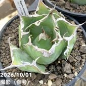 アガベ 2.5号 白犀牛 シロサイ White Rhino｜観葉10-TU | 観葉・多肉