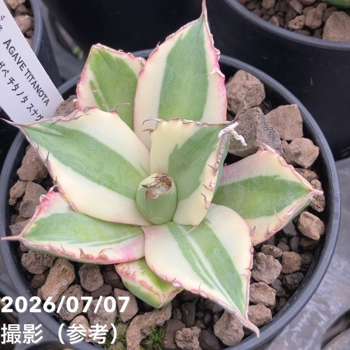 観葉・多肉,アガベの購入なら赤塚植物園オンライン 花の音｜花苗