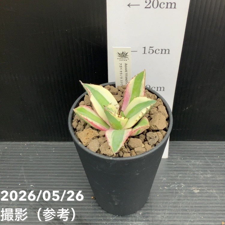 赤塚植物園自社農場,アガベの購入なら赤塚植物園オンライン 花の音