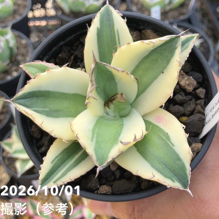 □キーワードから探す,ドライガーデンの購入なら赤塚植物園オンライン