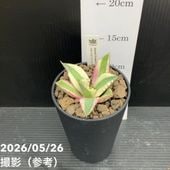 現品お届け】アガベ 5号 チタノタ 福建白鯨（A11）｜観葉01-D1 | 観葉