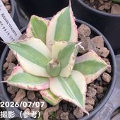 アガベ　トランカータ　5株セット❗丸葉❗　③ アガベ 3.5号 パリー トランカータ parryi truncata｜観葉01-D1 | 観葉