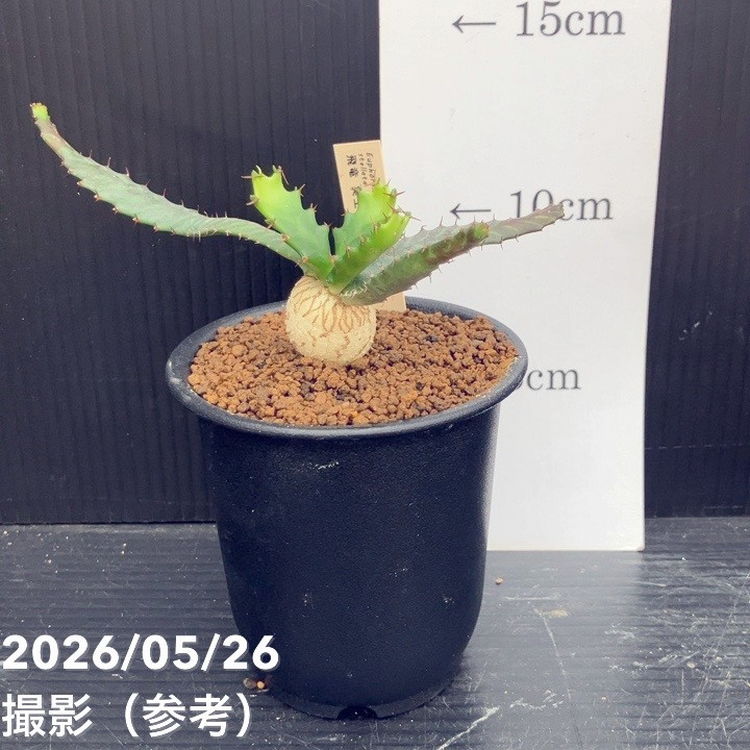 観葉・多肉,ユーフォルビアの購入なら赤塚植物園オンライン 花の音