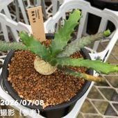 ユーフォルビア パイナップルコーン ソテツキリン（蘇鉄麒麟）5号
