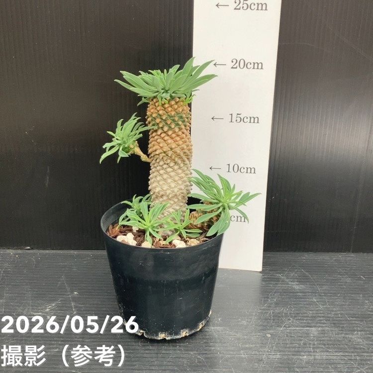 観葉・多肉,ユーフォルビアの購入なら赤塚植物園オンライン 花の音