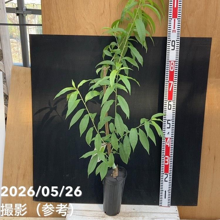 果樹,モモの購入なら赤塚植物園オンライン 花の音｜花苗・ガーデニング