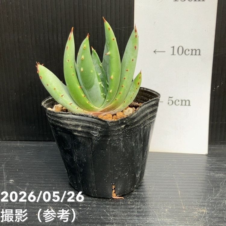 アロエ ペグレラエ 3号｜観葉10-TU | 観葉・多肉 | 赤塚植物園