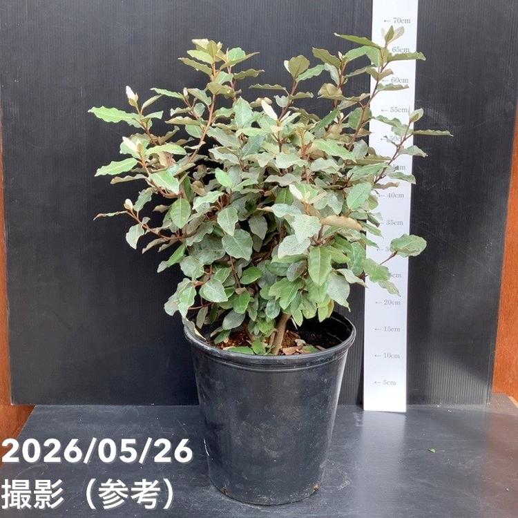 激レア熱帯果樹　8株セット グミ 8号｜果樹10-TU | 果樹,[珍しい果樹] | 赤塚植物園オンライン 花
