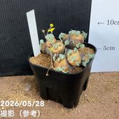 グレビレア ホワイトウィングス 5号｜花木04-PA | 花木・庭木