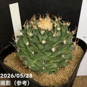 ユーフォルビア ロウウィー 2.5号｜観葉04-PA | 観葉・多肉 | 赤塚
