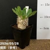 バオバブの木 3.5号 アダンソニア ディギタータ｜花木10-TU | 花木