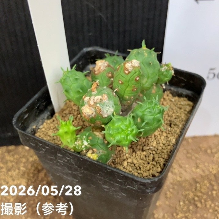 観葉・多肉,[その他の観葉]の購入なら赤塚植物園オンライン 花の音