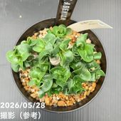 決算P5倍！10%OFF！8/2まで】ユッカ 4号 ロストラータ サファイア
