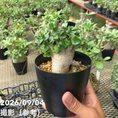 クチナシ 5号｜花木10-TU | 花木・庭木 | 赤塚植物園オンライン 花の音