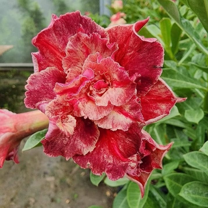 □キーワードから探す,珍しい,珍しい花木の購入なら赤塚植物園