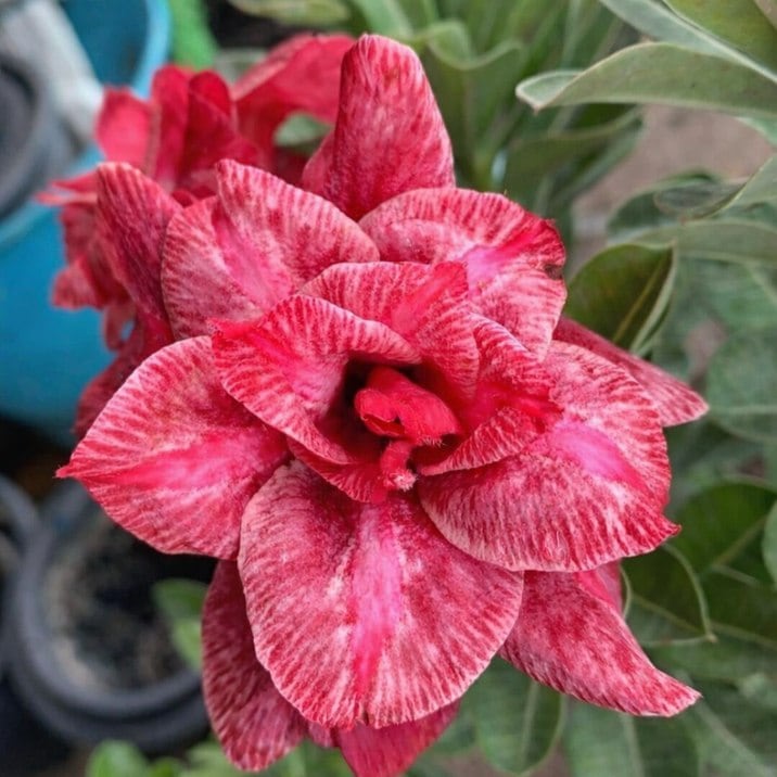 □キーワードから探す,珍しい,珍しい花木の購入なら赤塚植物園