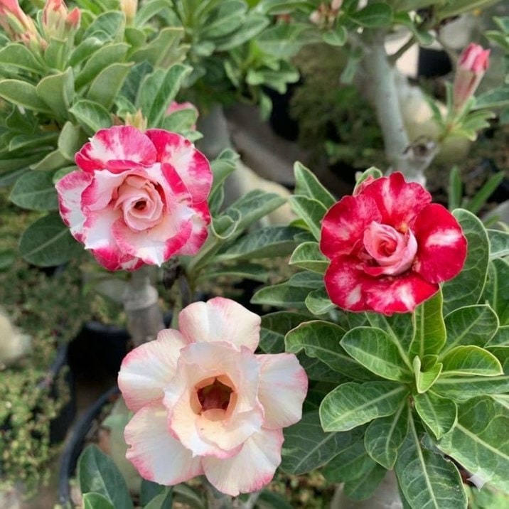 □キーワードから探す,珍しい,珍しい花木の購入なら赤塚植物園