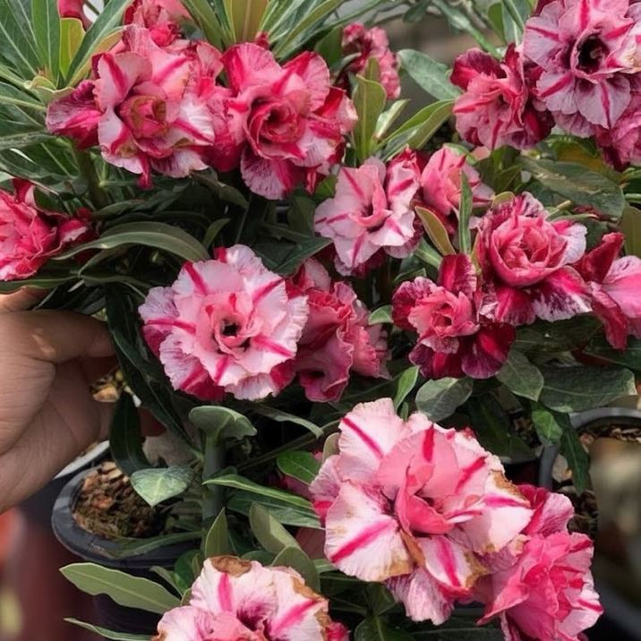 □キーワードから探す,珍しい,珍しい花木の購入なら赤塚植物園
