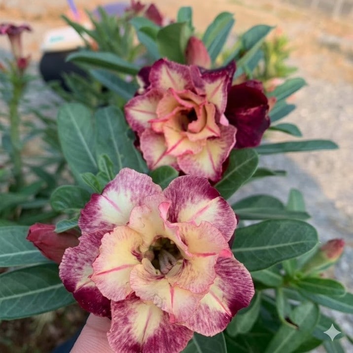 □キーワードから探す,珍しい,珍しい花木の購入なら赤塚植物園
