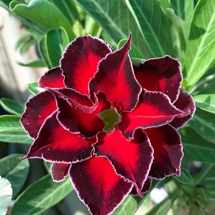 □キーワードから探す,珍しい,珍しい花木の購入なら赤塚植物園