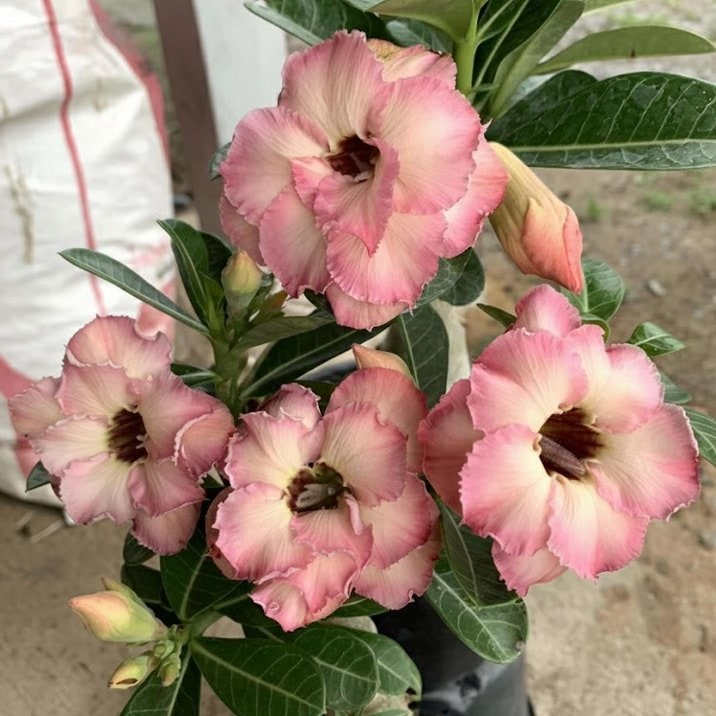 □キーワードから探す,珍しい,珍しい花木の購入なら赤塚植物園