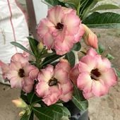 クレマチス アーマンディ系 アップルブロッサム 5号｜草花10-TU | 草花