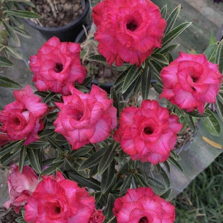 □キーワードから探す,珍しい,珍しい花木の購入なら赤塚植物園