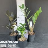室内観葉 バニラ 3号×2株セット｜観葉02-D2 | 観葉・多肉 | 赤塚植物園