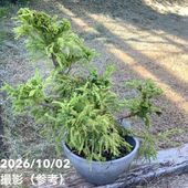 ヘテロパナックス 3号｜観葉04-PA | 観葉・多肉 | 赤塚植物園