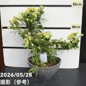 一点物】加藤農園 クリスマスローズ アンティークモーリー 4.5号（KT90