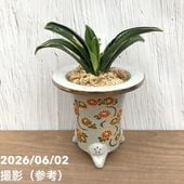 現品お届け】豊明園 万年青 オモト 関白 陶器鉢（O15）｜観葉10-TU