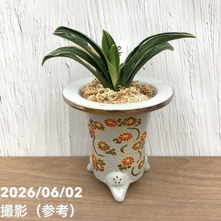 現品お届け】豊明園 万年青 オモト お多福（おたふく）錦鉢（O75