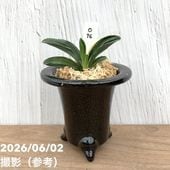 現品お届け】豊明園 万年青 オモト 春日錦 陶器鉢（O4）｜観葉10-TU