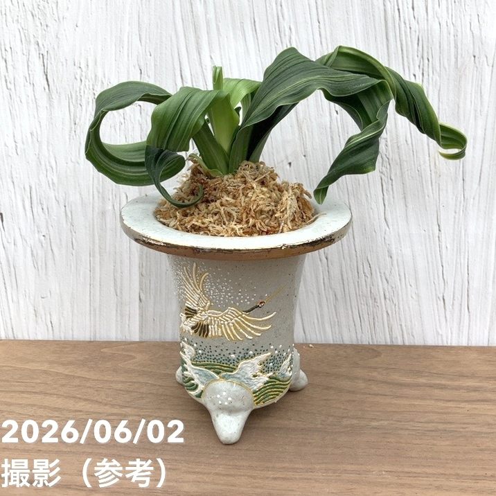 万年青　おもと　鶴の舞 現品お届け】豊明園 万年青 オモト 鶴の舞（つるのまい） 錦鉢（O77
