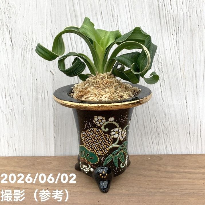 観葉・多肉,万年青（オモト）の購入なら赤塚植物園オンライン 花の音