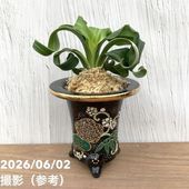 まとめ買い！】サンスベリア 2.5号 ミニシリーズ 5種×各4鉢セット