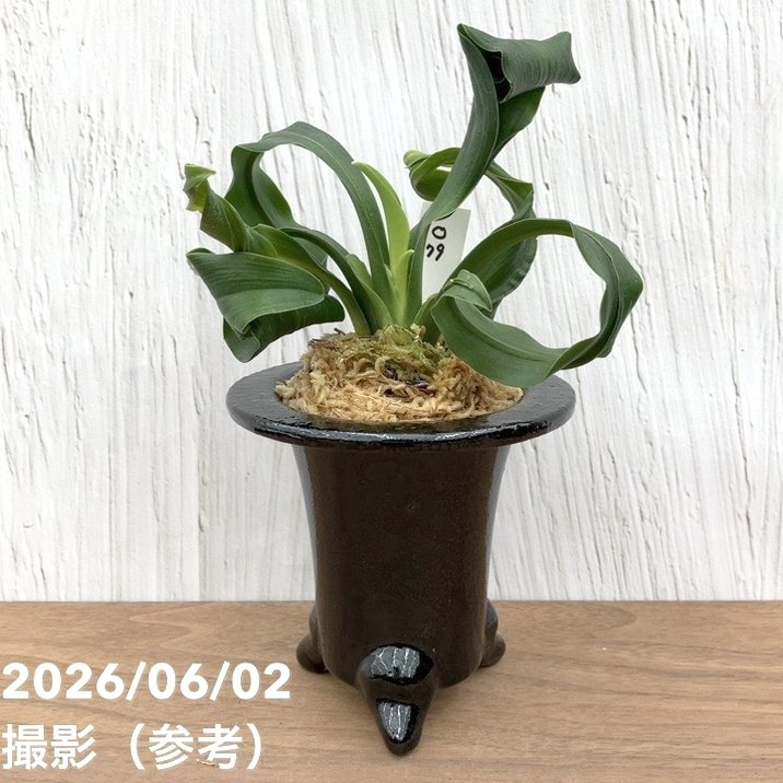 観葉・多肉,万年青（オモト）の購入なら赤塚植物園オンライン 花の音