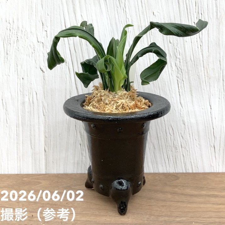 観葉・多肉,万年青（オモト）の購入なら赤塚植物園オンライン 花の音