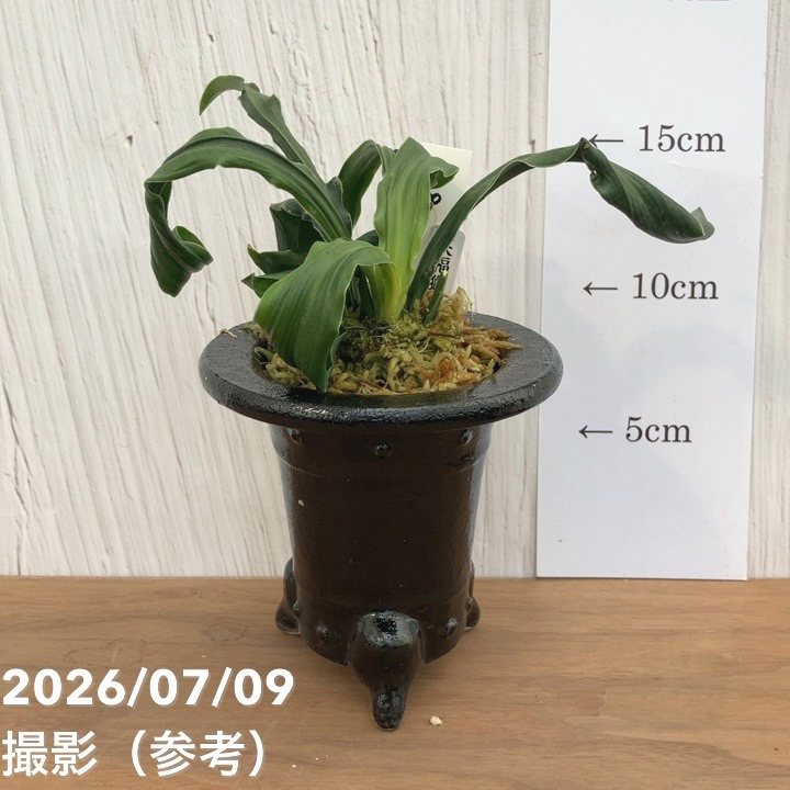 観葉・多肉,万年青（オモト）の購入なら赤塚植物園オンライン 花の音